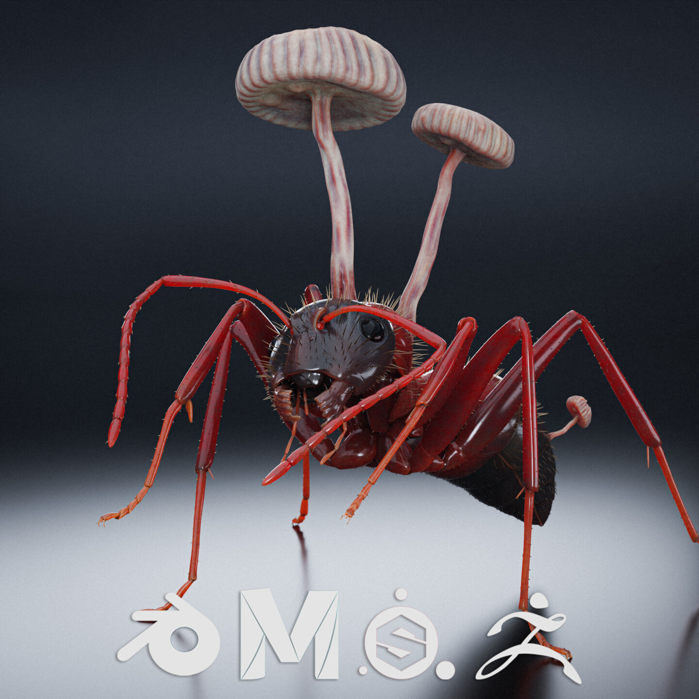 Ant infected with cordyceps